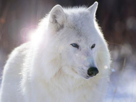 loup blancaux yeux bleu